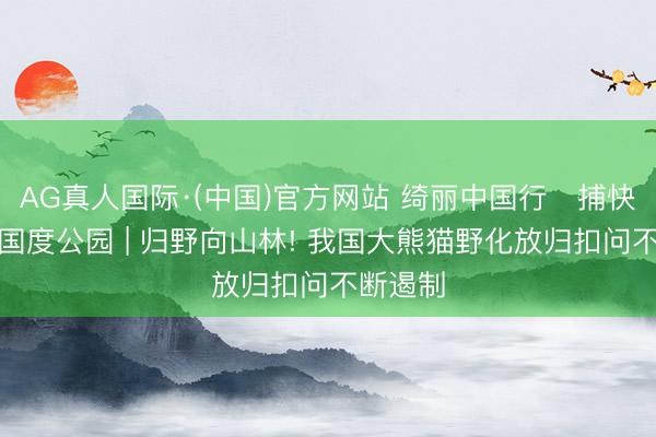 AG真人国际·(中国)官方网站 绮丽中国行・捕快大熊猫国度公园 | 归野向山林! 我国大熊猫野化放归扣问不断遏制