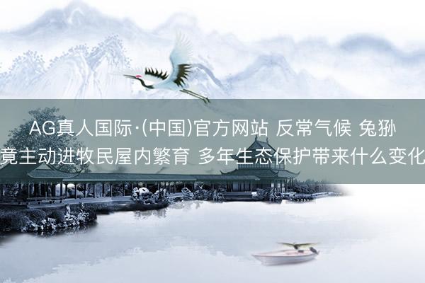 AG真人国际·(中国)官方网站 反常气候 兔狲竟主动进牧民屋内繁育 多年生态保护带来什么变化