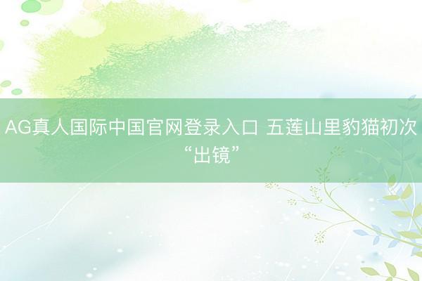 AG真人国际中国官网登录入口 五莲山里豹猫初次“出镜”