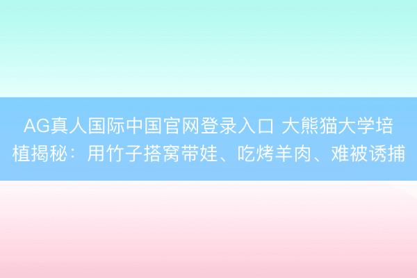 AG真人国际中国官网登录入口 大熊猫大学培植揭秘：用竹子搭窝带娃、吃烤羊肉、难被诱捕